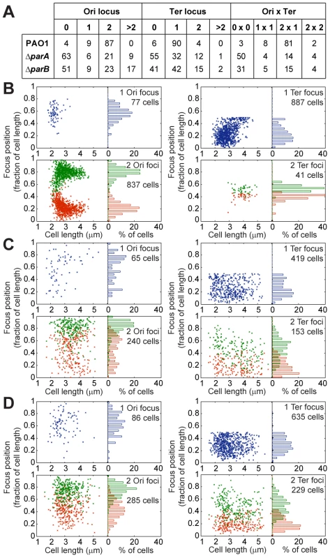 Extensive chromosomal disorganization in mutants of the ParABS system.
