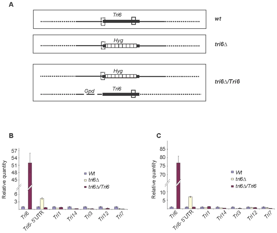 Tri6 auto-regulates its own expression in nutrient-rich conditions.