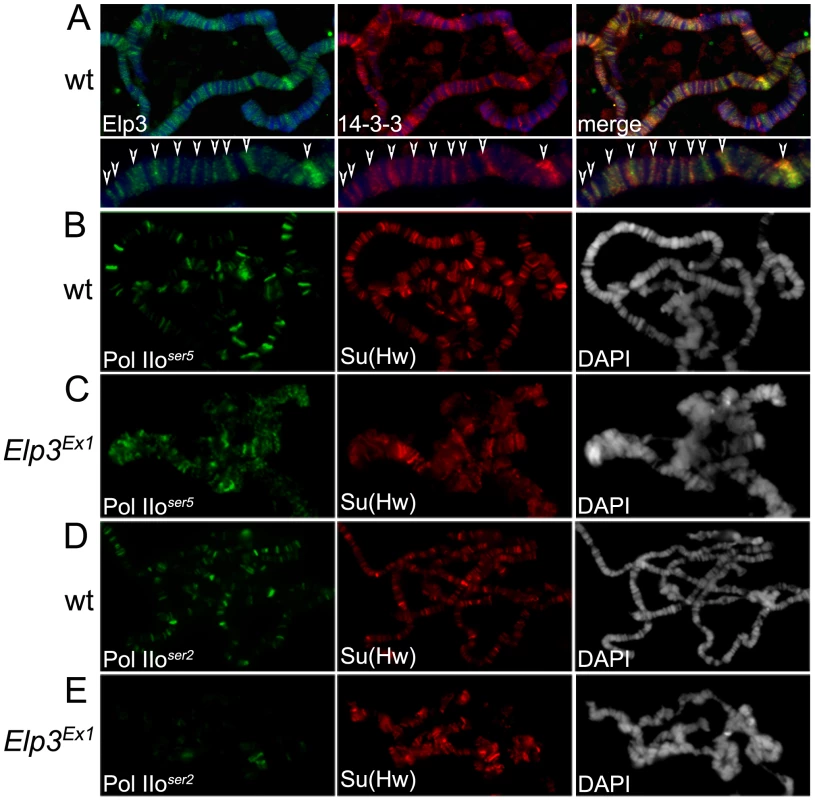 Elp3 co-localizes with 14-3-3 and is required for proper chromatin structure and transcription elongation.