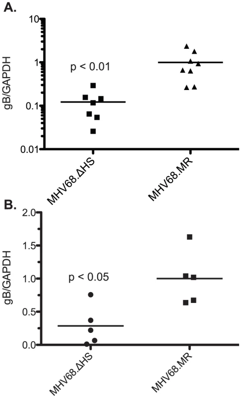 MHV68.ΔHS fails to traffic to the lymph system and establish latency.