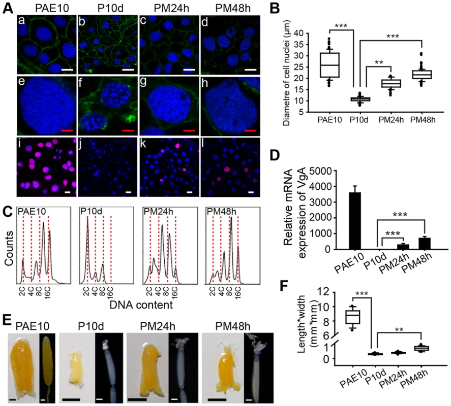 Effects of JH deprivation and JHA application on DNA replication and vitellogenesis.