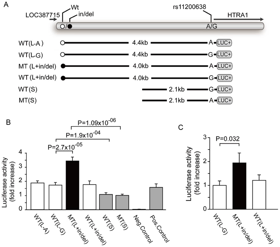 Heterologous Luciferase assays <i>in vitro</i> and <i>in vivo</i>.
