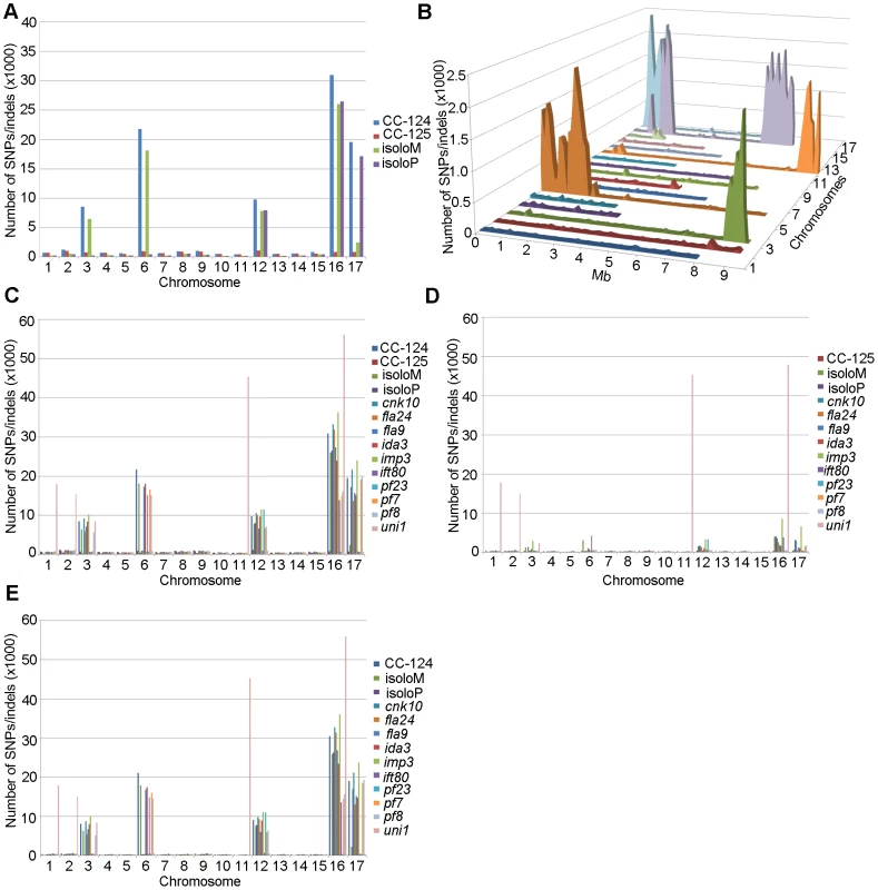 Distribution of SNPs/indels along the 17 <i>Chlamydomonas</i> chromosomes compared to the reference genome (v5.3).
