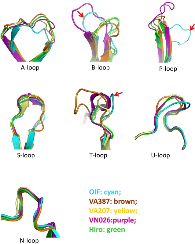 Comparison of the seven major surface loops of OIF virus with those of five other GII noroviruses.