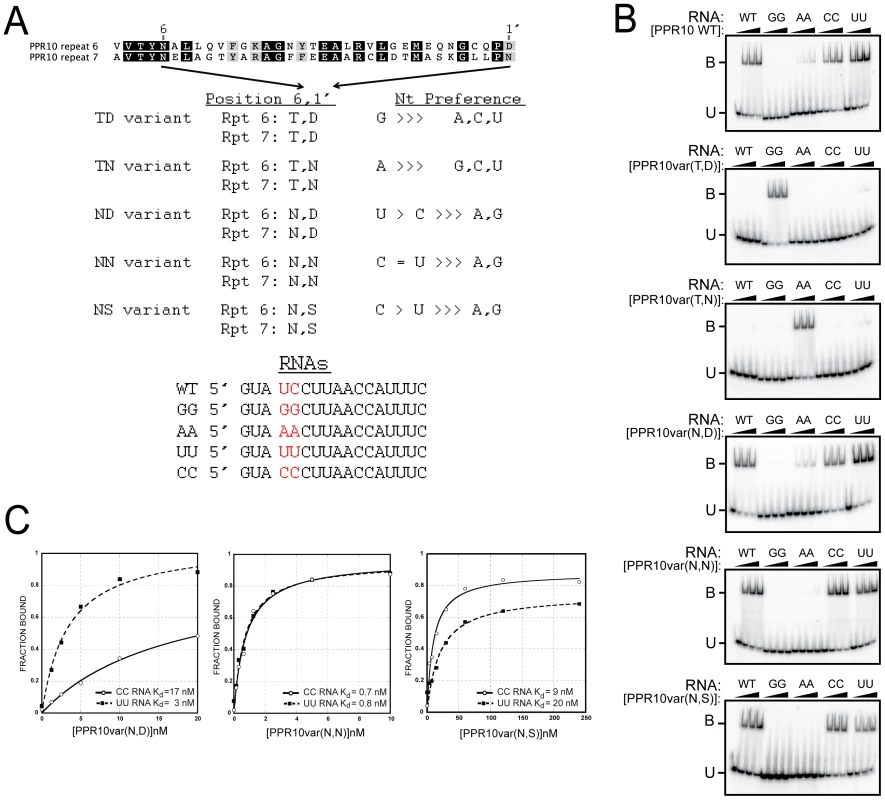 Gel Mobility Shift Assays Validating Amino Acid Codes for Specifying PPR Binding to A, G, C, or U.