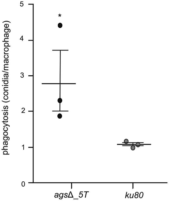 Phagocytosis activity by isolated macrophages from uninfected mice against resting conidia of <i>ags</i>Δ_<i>5T</i> and parental (<i>ku80</i>) strains.