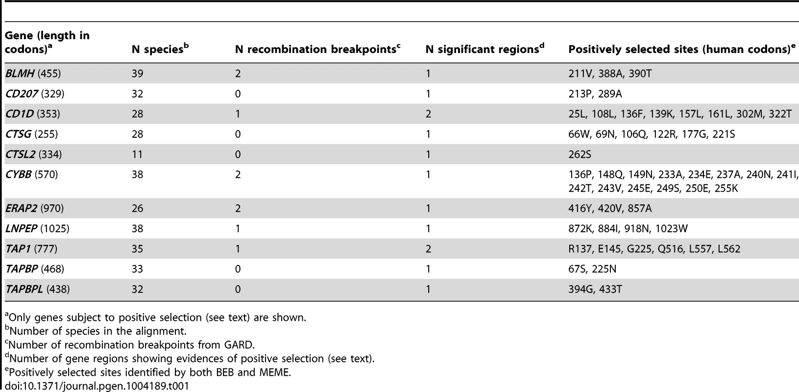 Evolutionary analysis of mammalian/primate APP genes.