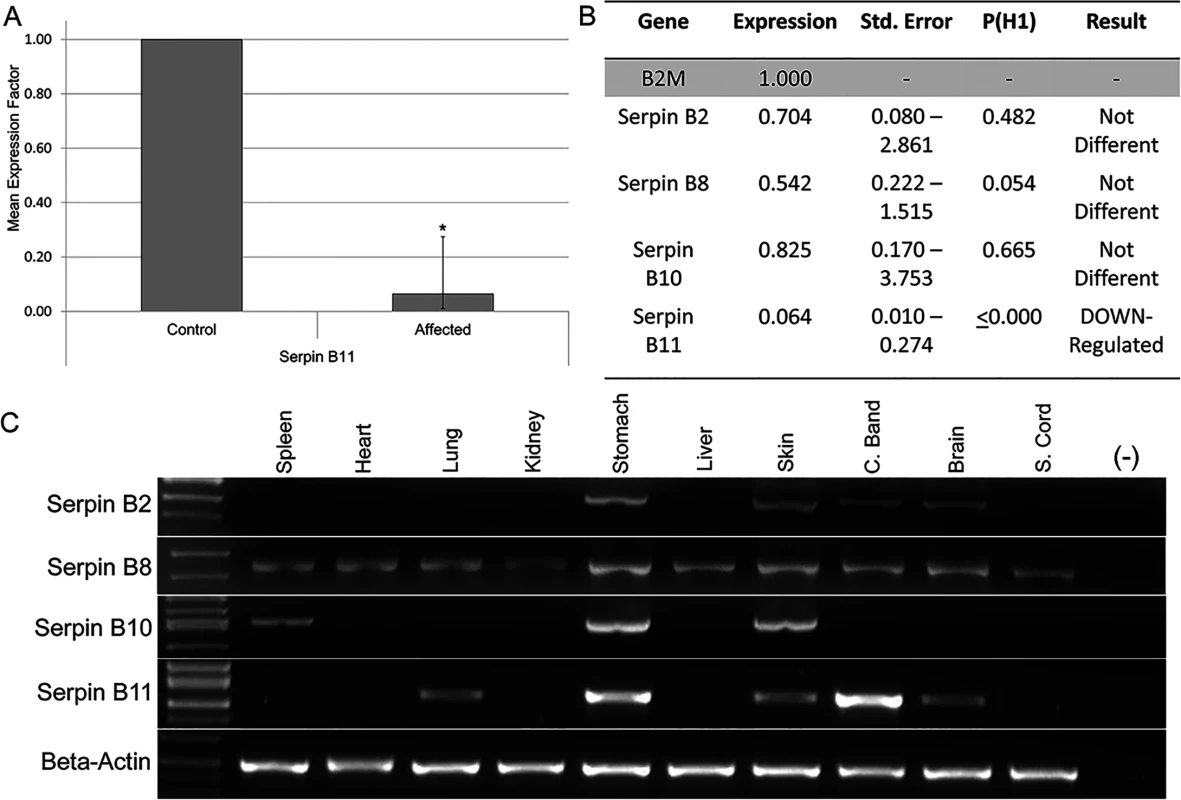 Expression analysis of <i>SERPINB2</i>, <i>SERPINB8</i>, <i>SERPINB10</i> and <i>SERPINB11</i>.