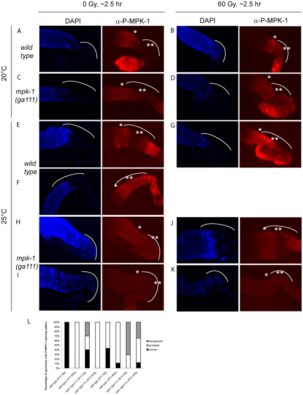 MPK-1 phosphorylation is slightly increased by irradiation in <i>mpk-1(ga111ts)</i> mutants raised at 25°C.