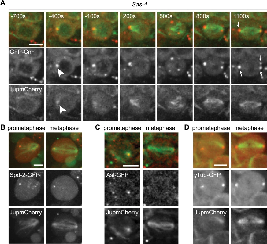 The formation of aMTOCs in living third instar larval brain cells.