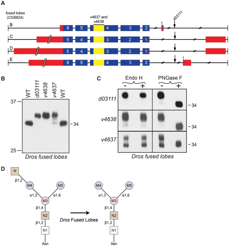 <i>Drosophila</i> Fdl is essential for Rh1 deglycosylation.