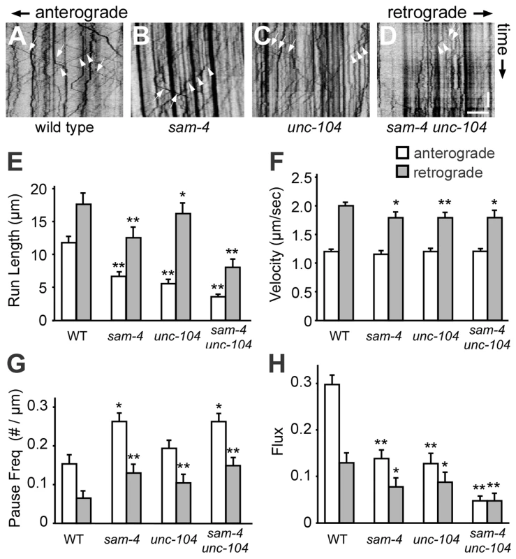Live imaging of GFP-RAB-3 trafficking in <i>sam-4</i> mutants.