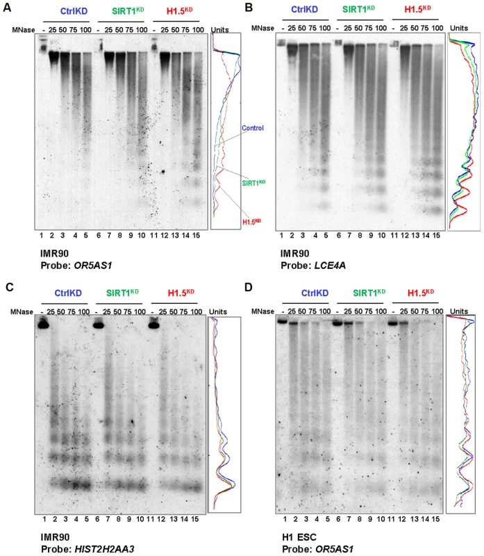 H1.5 knockdown increases micrococcal nuclease accessibility at target regions.