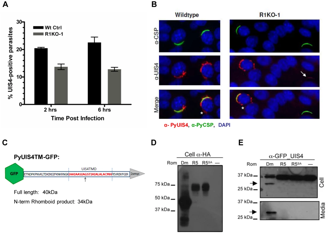 The parasitophorous vacuole protein PyUIS4 is a rhomboid substrate and its association with the PVM is decreased in a fraction of <i>Pyrom1</i>(-) parasites.