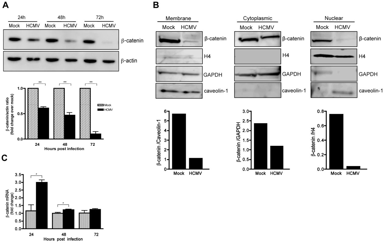 HCMV induces degradation of β-catenin.