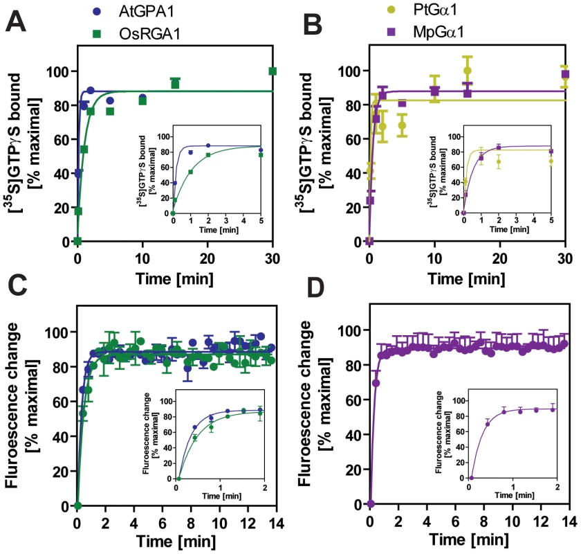 Activation of plant Gα subunits.