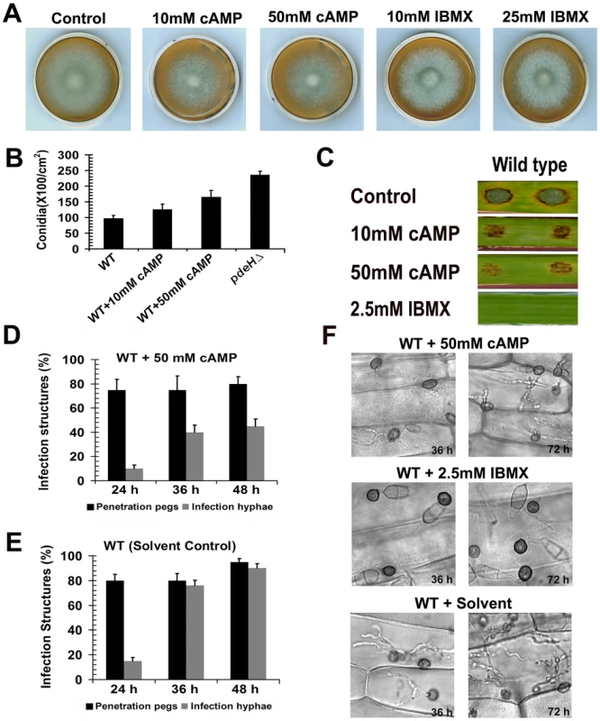 Exogenous addition of 8-Br-cAMP to the wild type results in <i>pdeH</i>Δ-like defects.