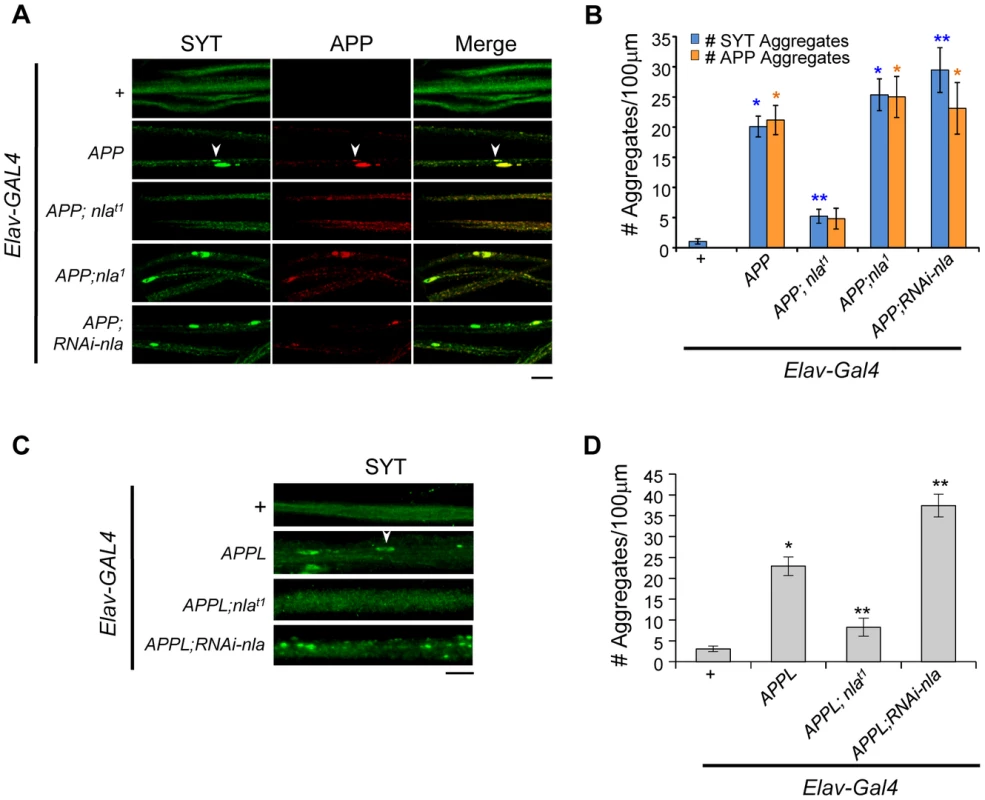 Nebula upregulation rescues APP-dependent aggregate accumulations in axons.