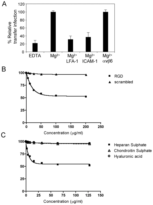 Molecules mediating B cell adhesion to epithelial cells.