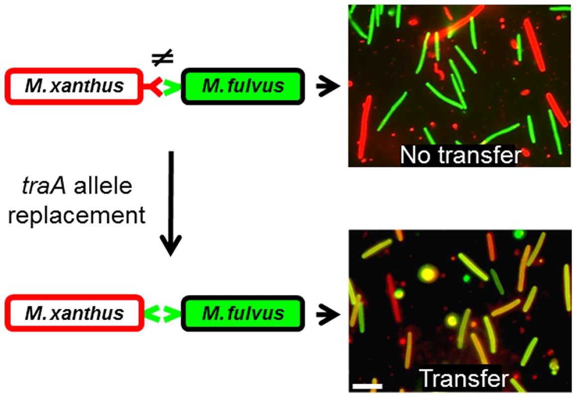 TraA is the molecular determinant for specificity.