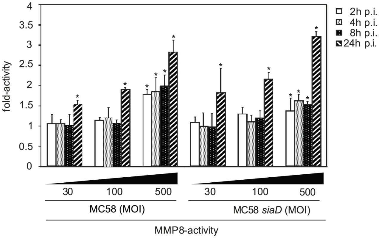HBMEC were incubated with MC58 and MC58 <i>siaD</i> using indicated concentration of bacteria (MOIs of 10, 30 and 500) and matrix metalloproteinase (MMP)-8 activity was measured in supernatants collected from infected HBMEC at 2, 4, 8, and 24 h p.i. using the Sensolyte 520 MMP-8 assay kit.