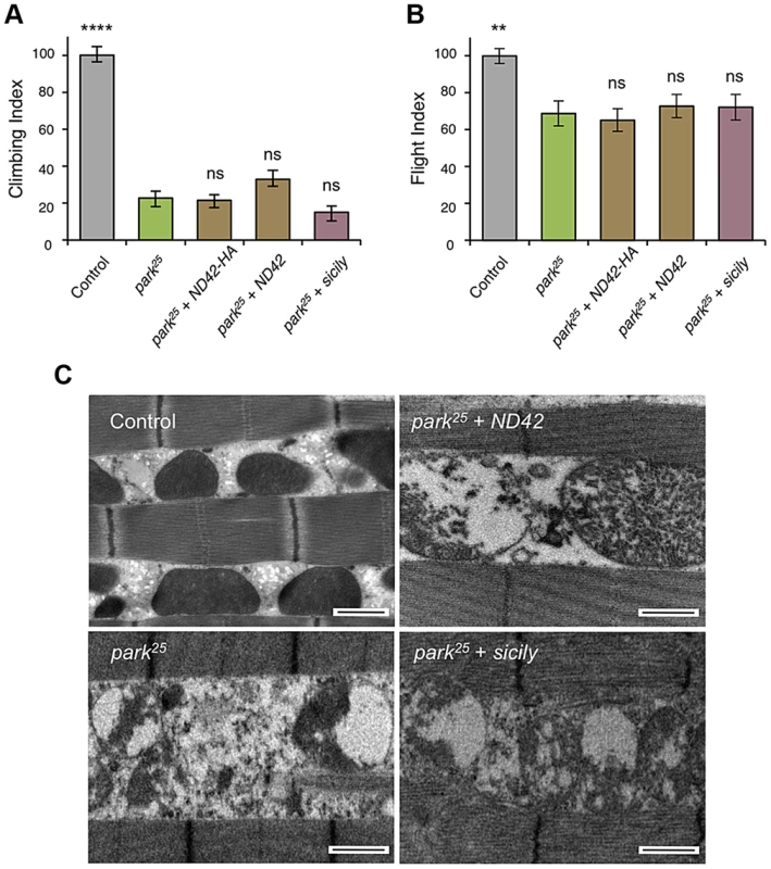 <i>ND42</i> or <i>sicily</i> overexpression does not rescue <i>parkin</i> mutant phenotypes in flies.