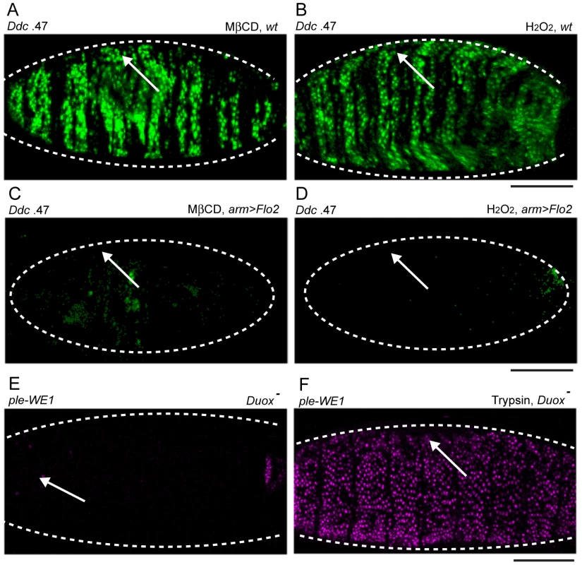 Chemical activation of the epidermal wound reporters by H<sub>2</sub>O<sub>2</sub> and methyl-ß-cyclodextrin (MßCD) is consistent with the affects of <i>Duox</i> and <i>Flo-2</i> mutations on wound reporter expression.