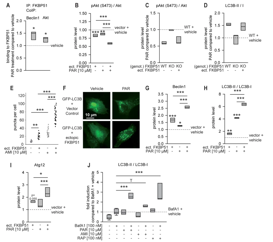 FKBP51 enhances cellular effects of antidepressants.