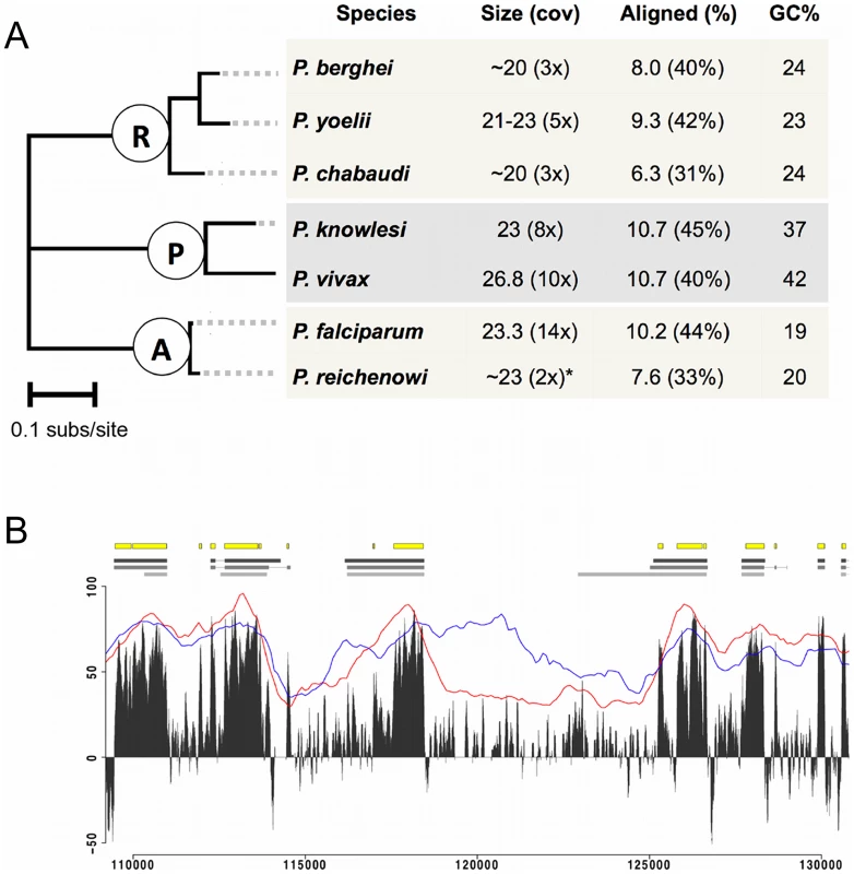 Genome-wide alignment of Plasmodium species.