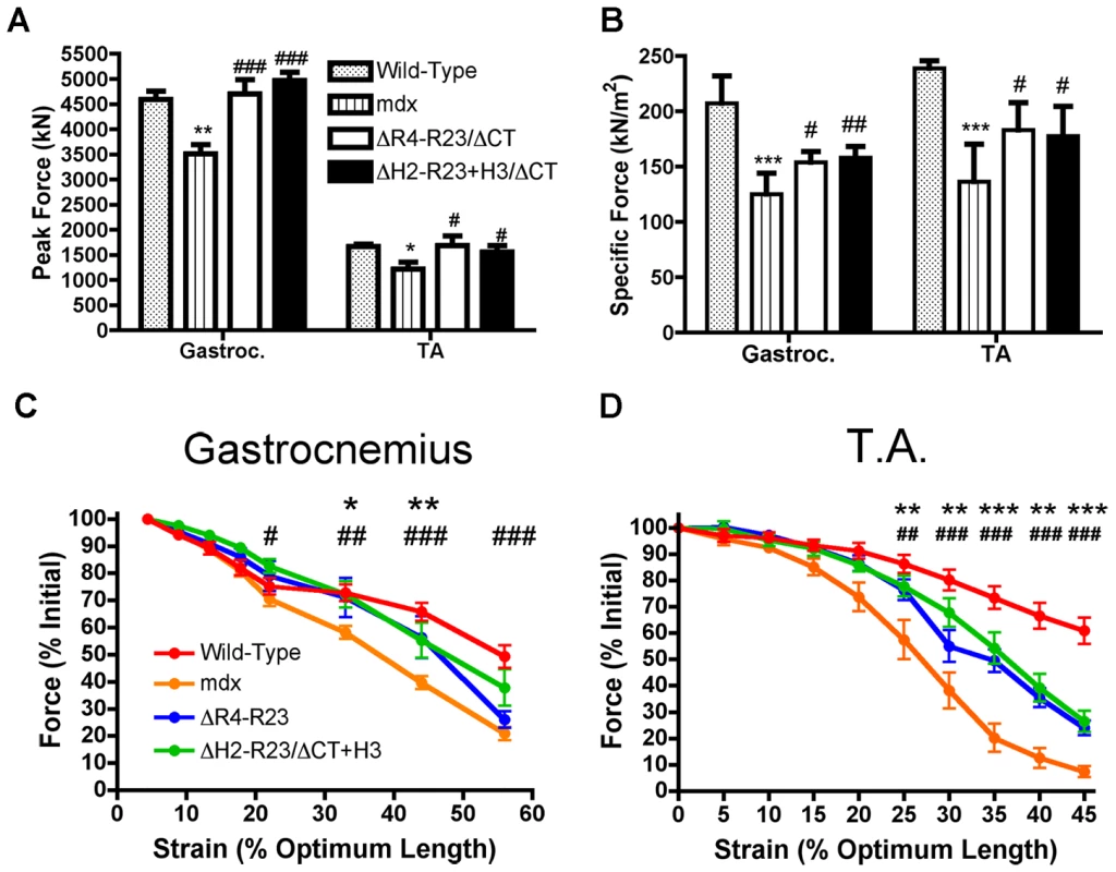 Microdystrophins significantly improve the mechanical properties of <i>mdx</i> hind limb muscles.