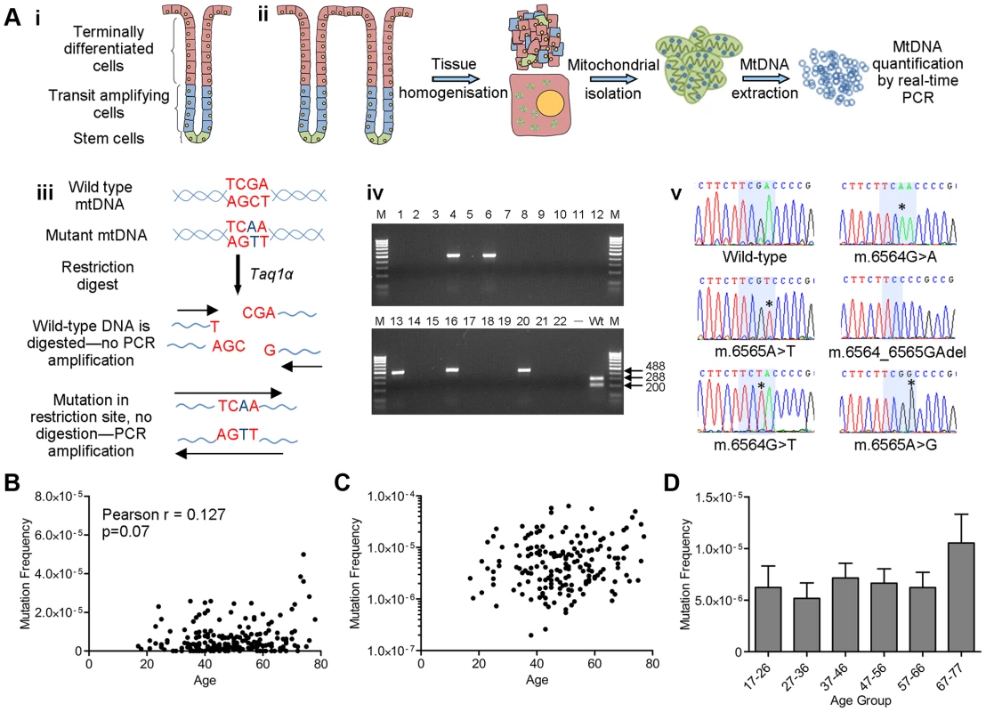 Analysis of mitochondrial DNA point mutation frequency with age by Random Mutation Capture (RMC).