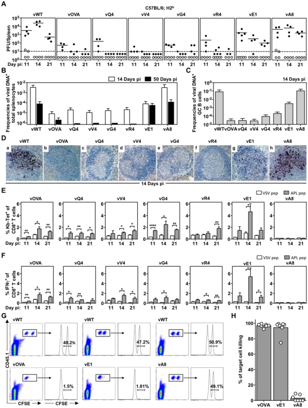 MHC class I binding by a latency-associated epitope impairs host colonization.