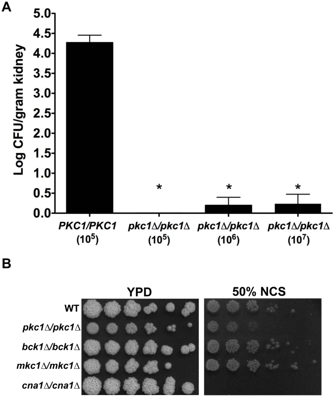 Deletion of <i>C. albicans PKC1</i> attenuates virulence in a murine model by targets distinct from calcineurin.