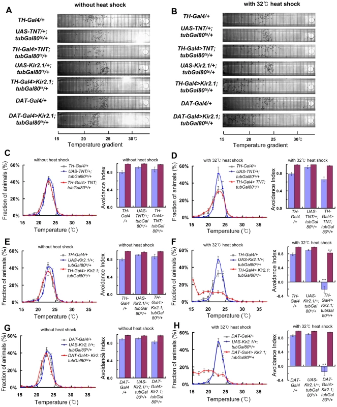 Temporal inactivation of dopaminergic neurons causes flies to lose normal TPB.