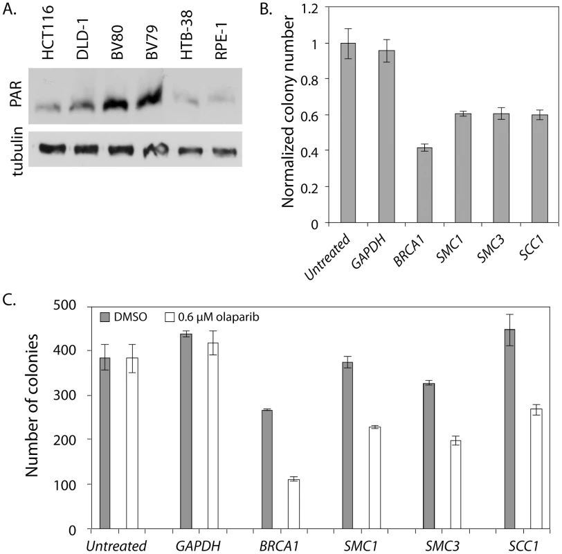 <i>SMC1</i> and <i>PARP</i> genetically interact in HTB-38 human cells.