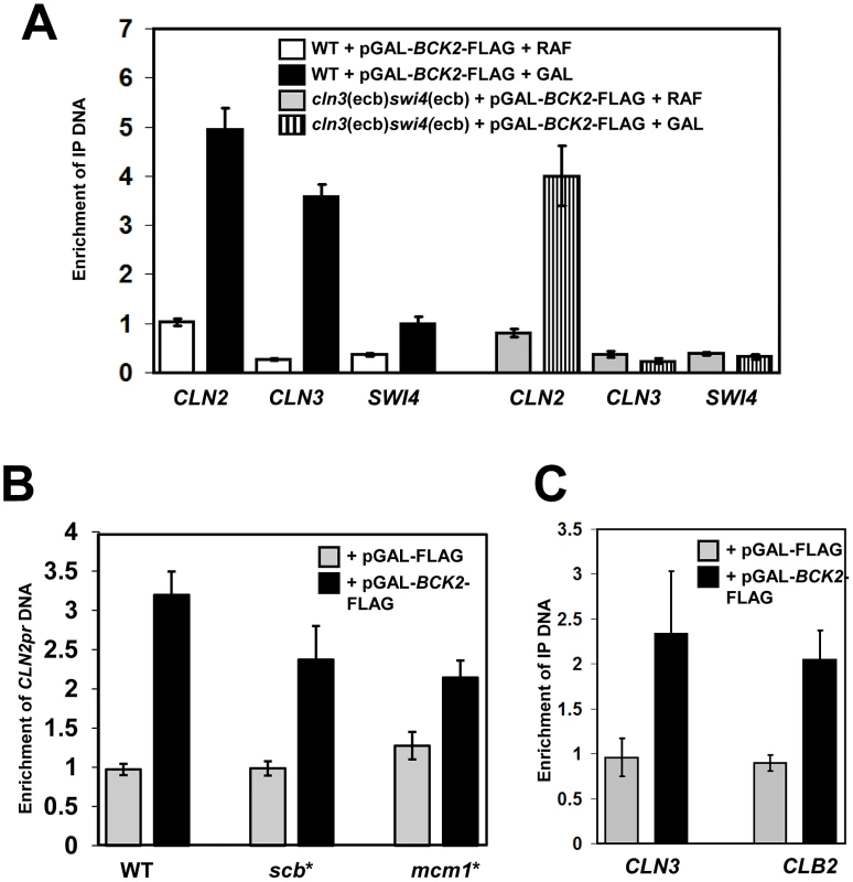 Bck2 localizes to the promoters of M/G<sub>1</sub>, G<sub>1</sub>/S and G<sub>2</sub>/M genes.