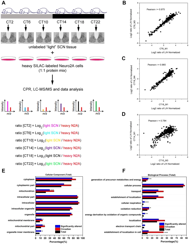 Global proteomic analysis of the murine SCN.