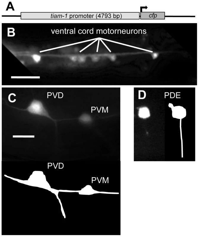 The <i>tiam-1</i> promoter drives expression in the nervous system.