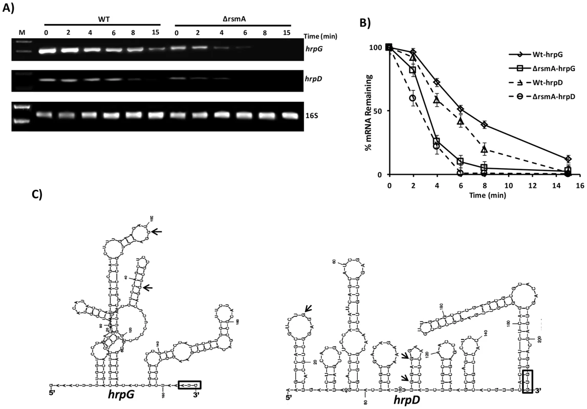 Analysis of <i>hrpG</i> and <i>hrpD</i> mRNA stability in the wild-type and <i>rsmA</i> mutant strains by RT-PCR.