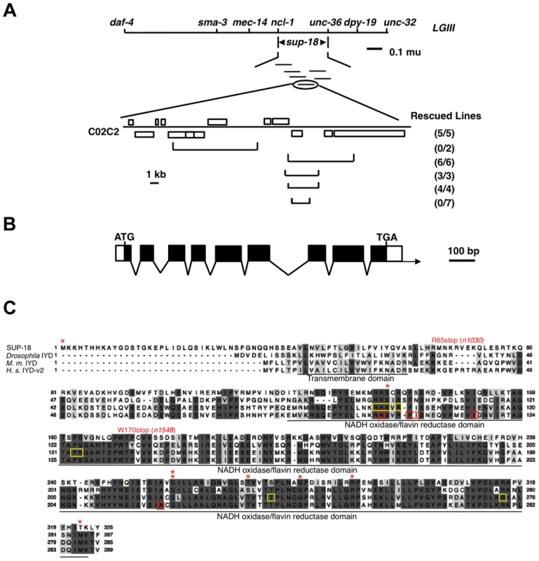 <i>sup-18</i> encodes the <i>C. elegans</i> ortholog of mammalian iodotyrosine deiodinase.