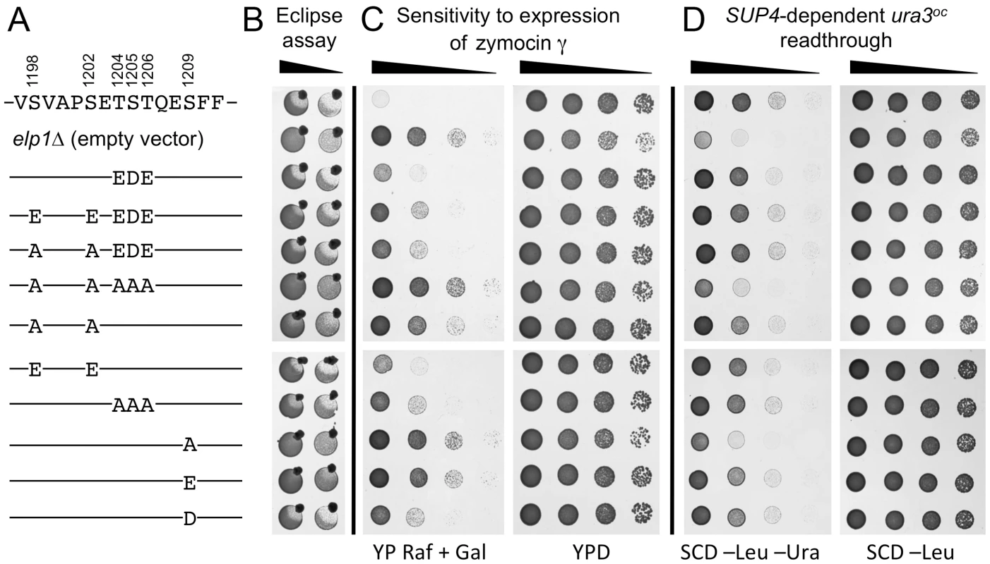 Effect on Elongator function of phosphorylation site mutations in the C-terminal domain of Elp1.