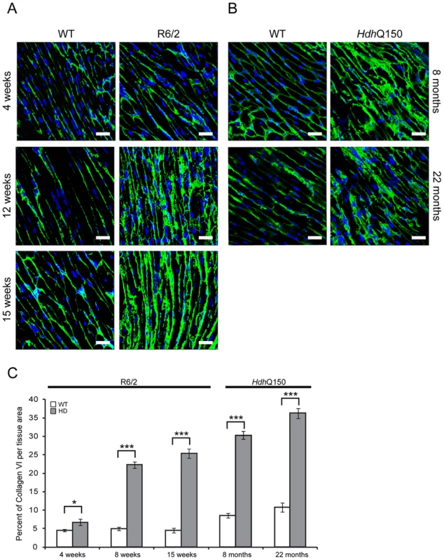 Minor to moderate fibrosis level based on collagen VI deposits in the hearts of HD mouse models.