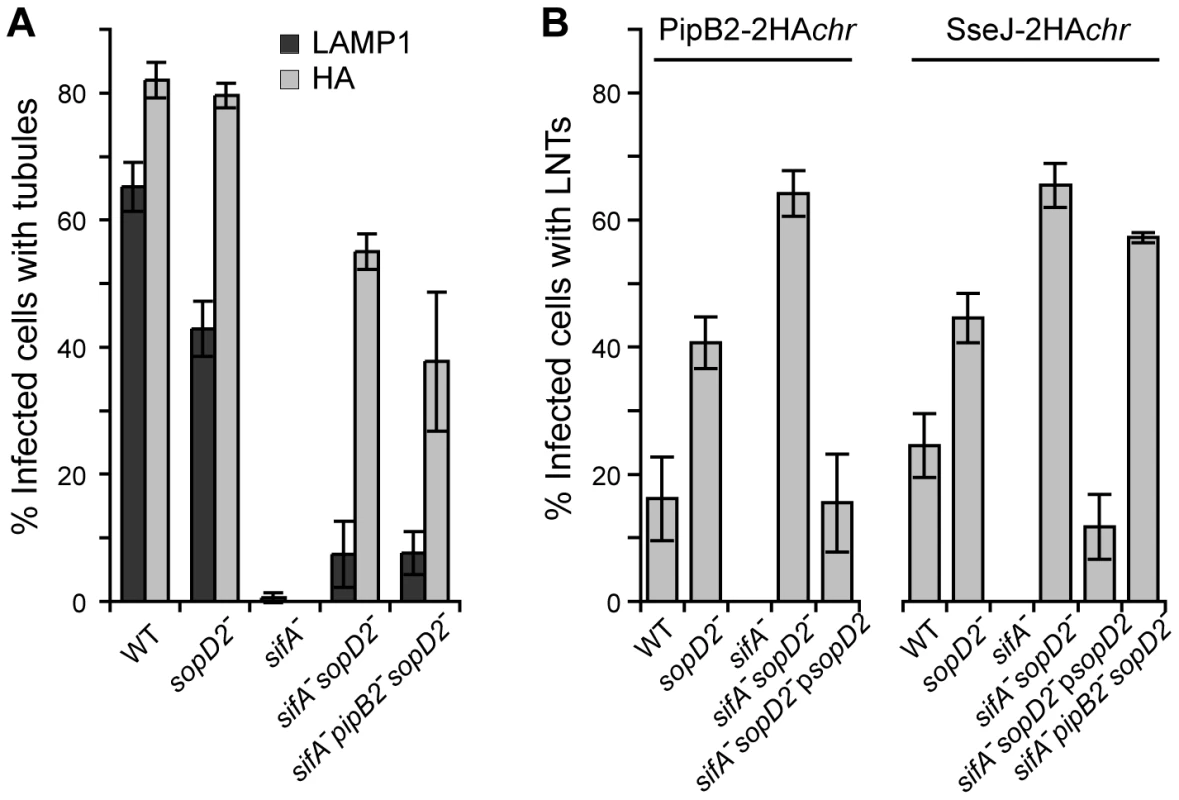 Scoring of SIFs and effector-positive tubules in infected HeLa cells.