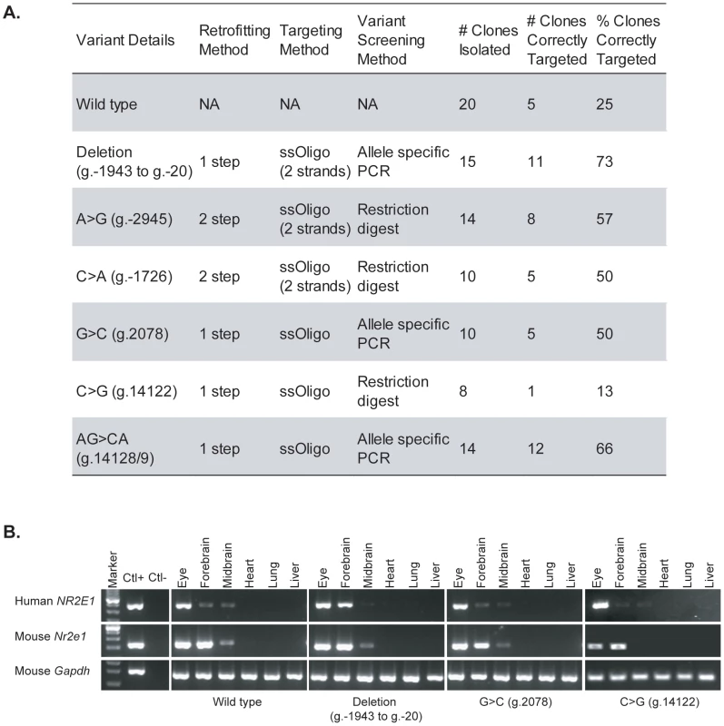 High-throughput generation of regulatory allele series.