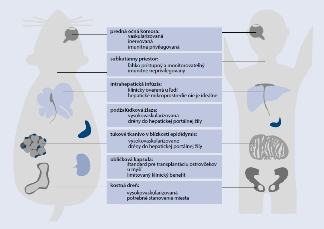 Alternatívne možnosti transplantácie LO na myšacích modeloch a u primátov s DM1T. Upravené podľa [4]