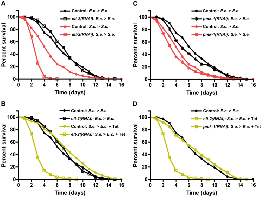 <i>elt-2(RNAi)</i> animals are unable to resolve an infection.