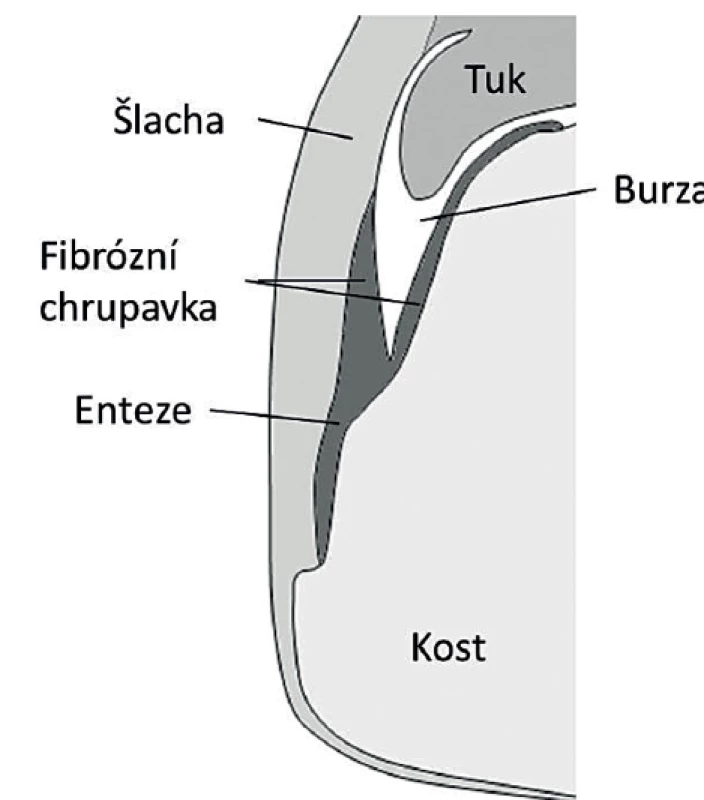 Entezo-synoviální komplex – upraveno dle McGonagle a kol. [7].