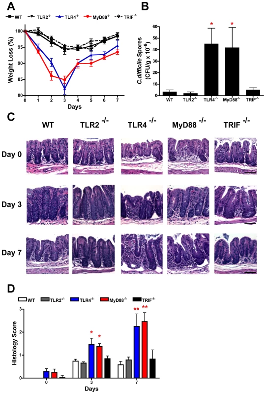 TLR4<sup>−/−</sup> and MyD88<sup>−/−</sup> mice show increased severity of infection with <i>C. difficile</i> infection.
