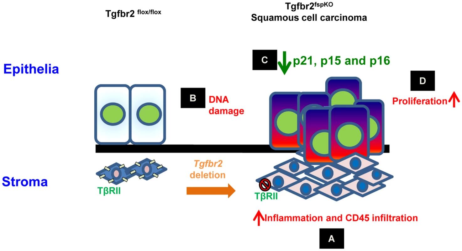 Schematic hypothesis for the development of forestomach SCC due to loss of <i>Tgfbr2</i> in stromal fibroblasts.