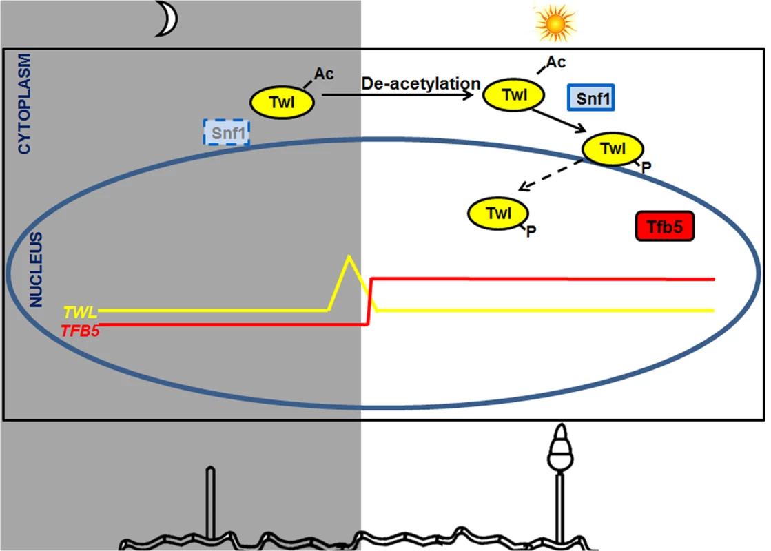A proposed model for Twl-Snf1 regulated phototropic response during <i>M</i>. <i>oryzae</i> conidiation.